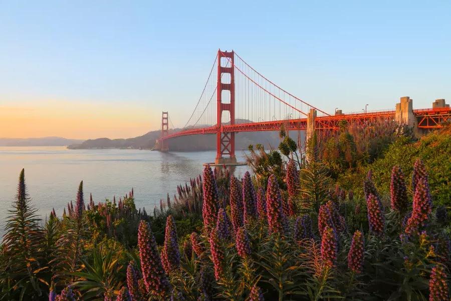 금문교(Golden Gate Bridge)는 전경에 큰 꽃이 있는 사진입니다.