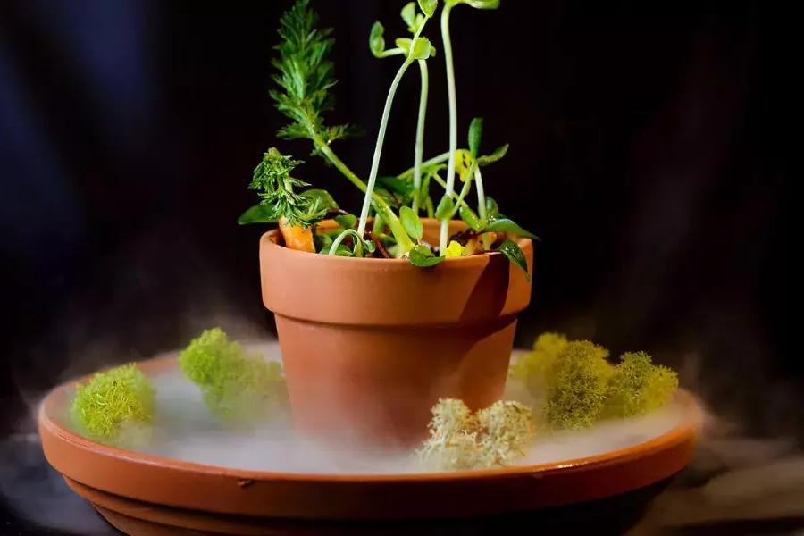 A creative dish that looks like a potted plant at Campton Place Restaurant 在贝博体彩app.