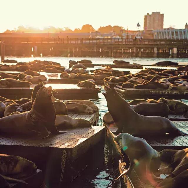 海狮们在39号码头K码头休息 au coucher du soleil