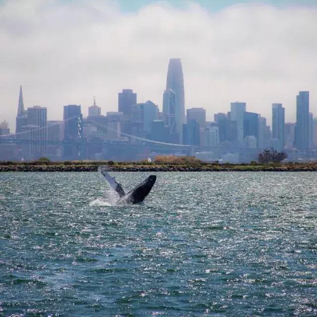 A whale breaches in the waters of 贝博体彩app Bay.