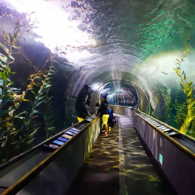 Une famille observe la vie marine à l’intérieur d’un tunnel de l’Aquarium de la Baie
